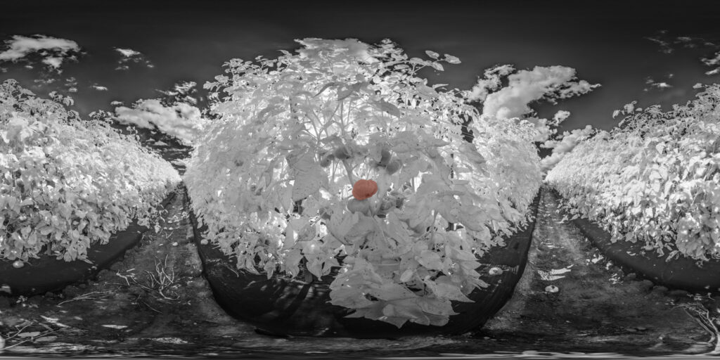 Tomatoes Infrared Small scaled